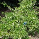 Ligustrum obtusifolium P3 P23